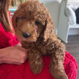 Stanley - Red  male Goldendoodle puppy in Payson, Utah from Country Sky Doodles