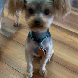 Yorkshire Terriers from Howell’s Pups