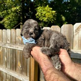Merlin - Blue merle male Bernedoodle puppy in Holt, Missouri from Mindys Doodles