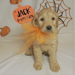 Goldendoodle Puppies from OnlyGoldendoodles