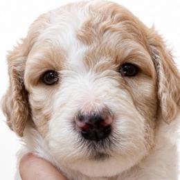 Champagne - Cream female Poodle puppy in Greenwich, New York from MizzElle’s Standard Poodles