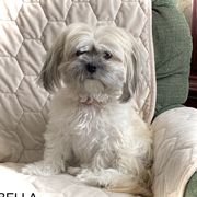 Bella - Shichon