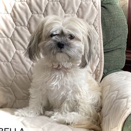 Bella - Shichon