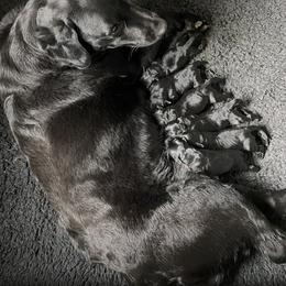 Labrador Retriever Puppies from R Little Retrievers