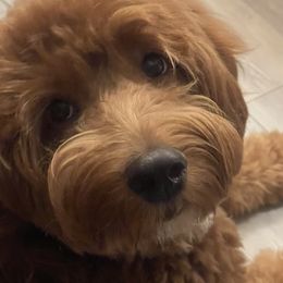 Wednesday - Bernedoodle