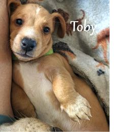 Dachshund Puppies from Costal Cream Doxies