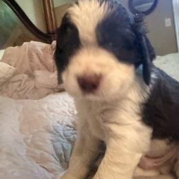 Mick  Jagger - Liver and white male English Springer Spaniel puppy in Memphis, Tennessee from Lynn Bee Avenue