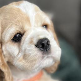 Cavapoos, Cockapoos, Cocker Spaniels, and Goldendoodles from Red Stick Kennels, LLC