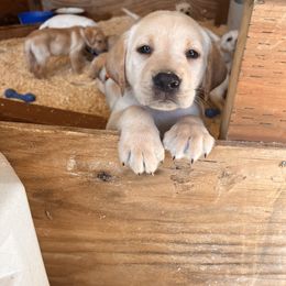 Milo - Yellow male Labrador Retriever puppy in Goldendale, Washington from Mountain View Kennels
