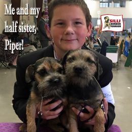 "Silli and Piper at a dog show" Border Terrier Puppies from Silli's Border Terriers