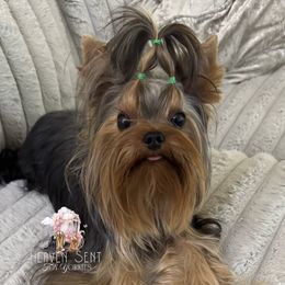 Oliver - Yorkshire Terrier