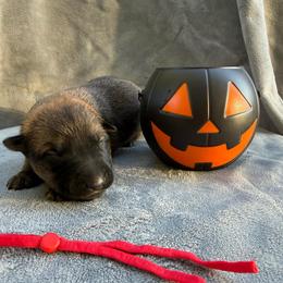 Cashew - Red sable female Belgian Malinois puppy in Sheridan, Arkansas from Dark Sky Kennels