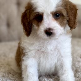 Theodore - Blenheim Cavapoo puppy in Beckley, West Virginia from By Design Doodles