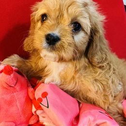 Cavapoo and Shihpoo Puppies from Haus of Doodles