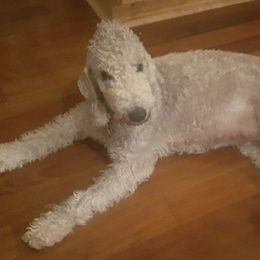 Bedlington Terriers from Rohan Kennels