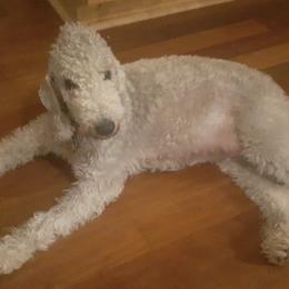 Bedlington Terriers from Rohan Kennels