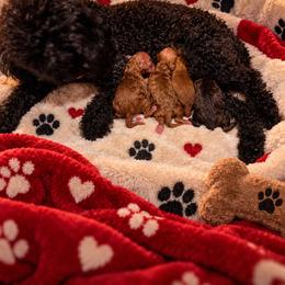 Poodles from Davie Toy Poodles