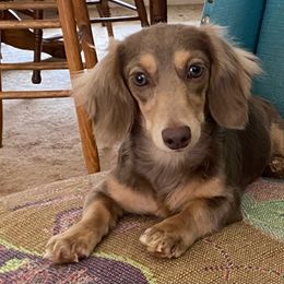 Hazel - Dachshund