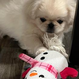 Full AKC - Banjo - Ready Now - Cream male Pekingese puppy in Hustontown, Pennsylvania from Triple I Pekes
