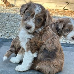 Boy 2 - Brown merle male Aussiedoodle puppy in Hillsboro, Illinois from Perfect Paws Puppies