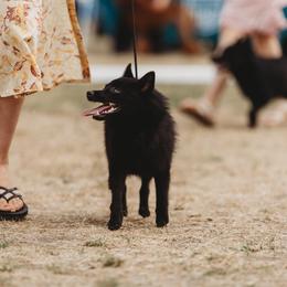 Kelly - Schipperke