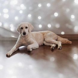 Stacy - Goldendoodle