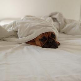 Honey - French Bulldog