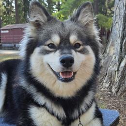 Finnish Lapphunds from Taika Kennel