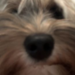 Yorkshire Terrier Puppies from MCM Acres