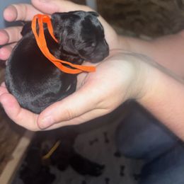 Orange Collar - Black female Schnoodle puppy in Winchester, Tennessee from Mahaffey’s Doodles