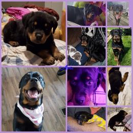 American Bully and Rottweiler All Grown Up from White's K9 Connection