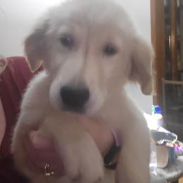 Sally - Golden Retriever