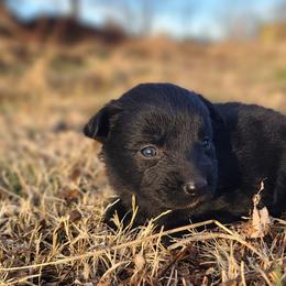 Solstice - Black & white female Australian Shepherd puppy in Spartanburg, South Carolina from Squirrelytail Farms