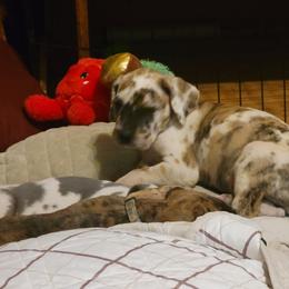 Great Dane Puppies from RCM Great Danes