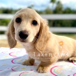Boy 1 - Cream male Dachshund puppy in Valley Center, California from Taxonyx Cream Dachshunds