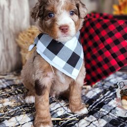 Assorted Doodle Crosses Puppies from Do Wah Diddy Doodles