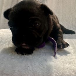 French Bulldog Puppies from Hope Mountain French Bulldogs