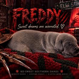Freddy - Blue male Great Dane puppy in Montgomery, Texas from KD Sweet Southern Danes
