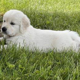 Golden Retriever Puppies from Golden’s of Remington Fields