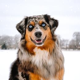 Millie - Miniature Australian Shepherd