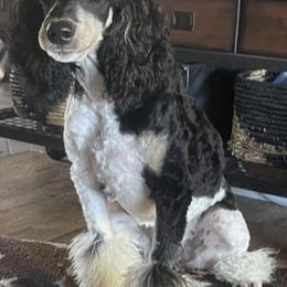Leia - Poodle