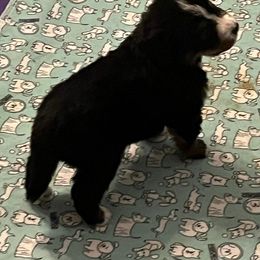 Bernese Mountain Dog Puppies from Alpen Daydream Bernese