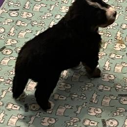 Bernese Mountain Dog Puppies from Alpen Daydream Bernese