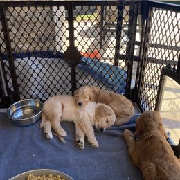 Goldendoodle Puppies from BB Doodles