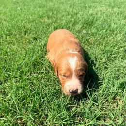 Gigi - female Goldendoodle puppy in Yukon, Oklahoma from Silver Barn Doodles