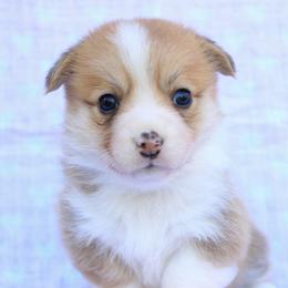 Girl 2 - Red female Pembroke Welsh Corgi puppy in Williams, California from Bear Creek Corgis