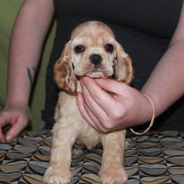 Red head - Buff female Cocker Spaniel puppy in Charleston, Tennessee from Nefer's Kennel