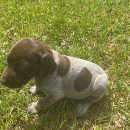 Chip - Liver roan female German Shorthaired Pointer puppy in Columbia, Louisiana from M&R Breeders