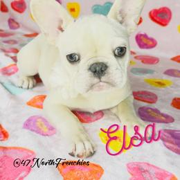 Elsa - Cream female French Bulldog puppy in Spokane, Washington from 47 North Frenchies, LLC