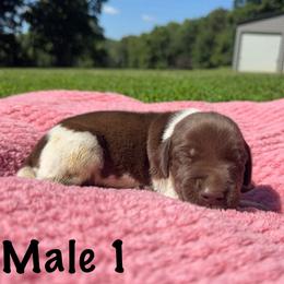 Boone - Liver roan male German Shorthaired Pointer puppy in Axton, Virginia from Red Clay Kennels